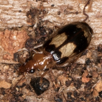 Trigonothops pacifica (Bark carab beetle) at Belconnen, ACT - 18 Aug 2024 by kasiaaus