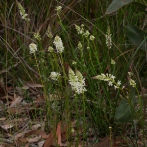 Stackhousia monogyna at Anglesea, VIC - 17 Sep 2022