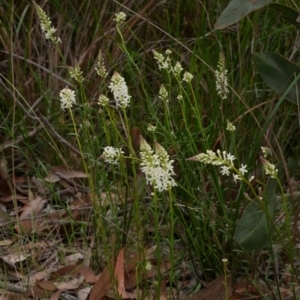 Stackhousia monogyna at Anglesea, VIC - 17 Sep 2022 03:03 PM