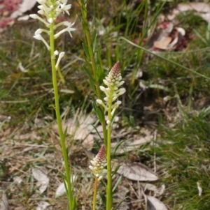 Stackhousia monogyna at Anglesea, VIC - 17 Sep 2022