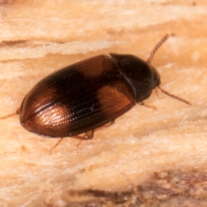 Ulomoides tetraspilotus at Belconnen, ACT - 18 Aug 2024