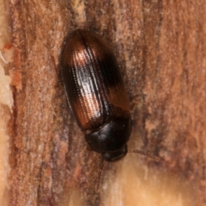 Ulomoides tetraspilotus at Belconnen, ACT - 18 Aug 2024