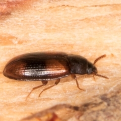 Ulomoides tetraspilotus at Belconnen, ACT - 18 Aug 2024