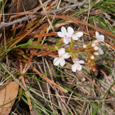 Stylidium graminifolium (grass triggerplant) at Anglesea, VIC - 17 Sep 2022 by WendyEM