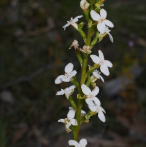 Stylidium sp. at Anglesea, VIC - 17 Sep 2022 03:38 PM