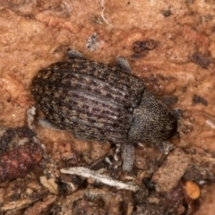 Melanterius maculatus (Acacia Seed Weevil) at Belconnen, ACT - 18 Aug 2024 by kasiaaus