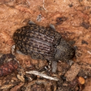 Melanterius maculatus at Belconnen, ACT - 18 Aug 2024