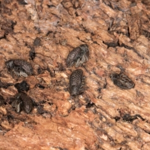 Melanterius maculatus at Belconnen, ACT - 18 Aug 2024