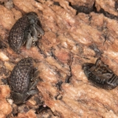 Melanterius maculatus at Belconnen, ACT - 18 Aug 2024