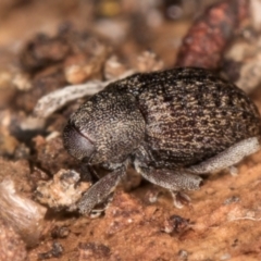 Melanterius maculatus at Belconnen, ACT - 18 Aug 2024