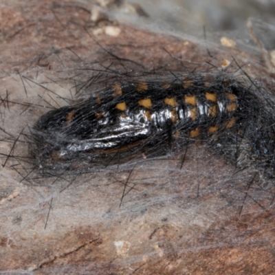 Arctiinae (subfamily) (A Tiger Moth or Woolly Bear) at Belconnen, ACT - 18 Aug 2024 by kasiaaus