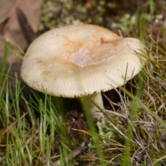 Unverified Cap on a stem; gills below cap [mushrooms or mushroom-like] at Anglesea, VIC - 17 Sep 2022 by WendyEM