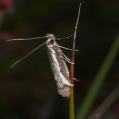 Philobota (genus) (Unidentified Philobota genus moths) at Anglesea, VIC - 17 Sep 2022 by WendyEM