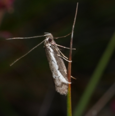 Philobota (genus) (Unidentified Philobota genus moths) at Anglesea, VIC - 17 Sep 2022 by WendyEM