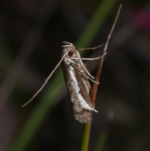 Philobota (genus) at Anglesea, VIC - 17 Sep 2022 04:14 PM