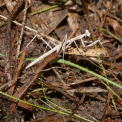 Mantodea (order) at Freshwater Creek, VIC - 1 Jul 2024 by WendyEM