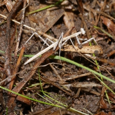 Mantidae (family) adult or nymph at Freshwater Creek, VIC - 1 Jul 2024 by WendyEM