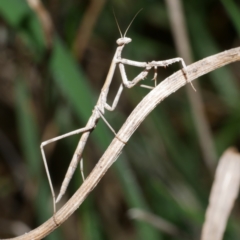 Mantidae (family) adult or nymph at Freshwater Creek, VIC - 1 Jul 2024