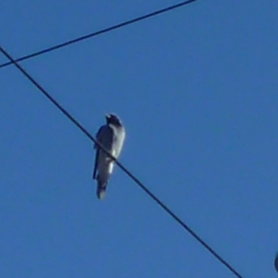 Coracina novaehollandiae (Black-faced Cuckooshrike) at Herne Hill, VIC - 3 Jul 2024 by WendyEM