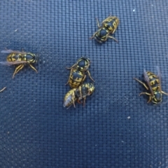 Vespula germanica (European wasp) at Freshwater Creek, VIC - 6 Jul 2024 by WendyEM