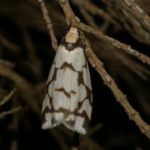 Chiriphe dichotoma at Freshwater Creek, VIC - 25 Jul 2024 09:39 PM