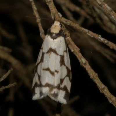 Chiriphe dichotoma (Reticulated Footman) at Freshwater Creek, VIC - 25 Jul 2024 by WendyEM