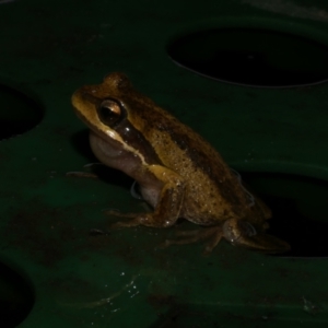 Litoria ewingii at Freshwater Creek, VIC - 23 Jul 2024