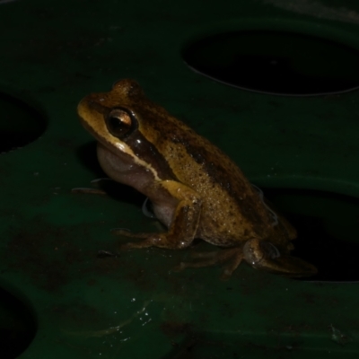 Litoria ewingii (Ewing's Tree Frog) at Freshwater Creek, VIC - 23 Jul 2024 by WendyEM