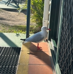 Chroicocephalus novaehollandiae (Silver Gull) at Bowen, QLD - 18 Aug 2024 by lbradley