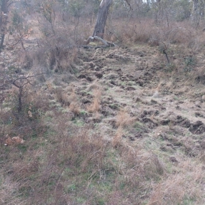 Sus scrofa (Feral Pig) at Symonston, ACT - 17 Aug 2024 by CallumBraeRuralProperty