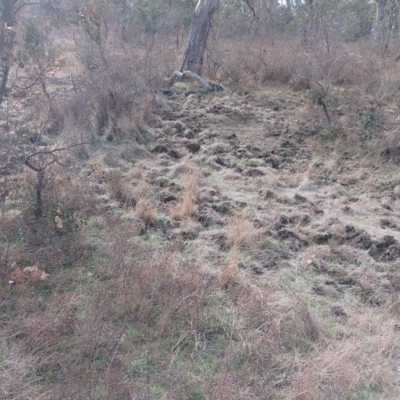 Sus scrofa (Pig (feral)) at Symonston, ACT - 17 Aug 2024 by CallumBraeRuralProperty