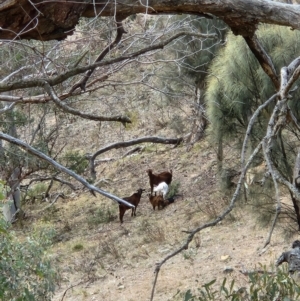 Capra hircus at Banks, ACT - 18 Aug 2024