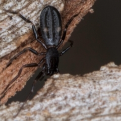 Gnaphosidae or Trochanteriidae (families) at Belconnen, ACT - 18 Aug 2024