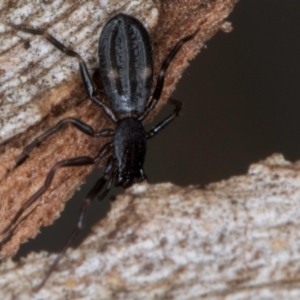 Gnaphosidae or Trochanteriidae (families) at Belconnen, ACT - 18 Aug 2024 01:49 PM