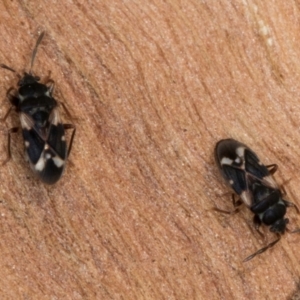 Scolopostethus forticornis at Belconnen, ACT - 18 Aug 2024