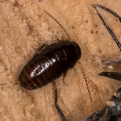Unverified Cockroach (Blattodea, several families) at Evatt, ACT - 18 Aug 2024 by kasiaaus