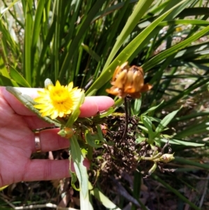 Xerochrysum bracteatum at Cataract, NSW - 17 Aug 2024