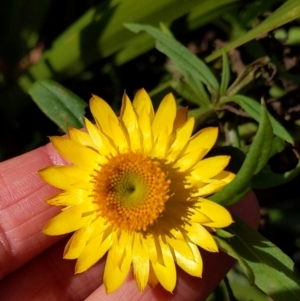 Xerochrysum bracteatum at Cataract, NSW - 17 Aug 2024