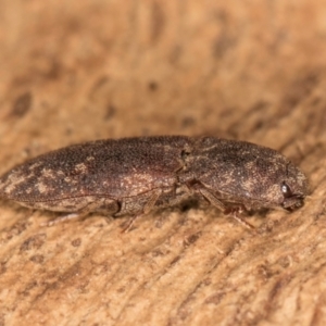 Agrypnus sp. (genus) at Belconnen, ACT - 18 Aug 2024