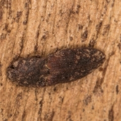 Agrypnus sp. (genus) at Belconnen, ACT - 18 Aug 2024