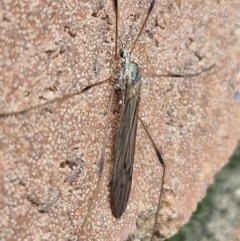 Symplecta (Trimicra) pilipes (A limoniid crane fly) at Lyneham, ACT - 18 Aug 2024 by trevorpreston