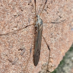 Symplecta (Trimicra) pilipes at Lyneham, ACT - 19 Aug 2024