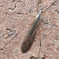 Symplecta (Trimicra) pilipes at Lyneham, ACT - 19 Aug 2024