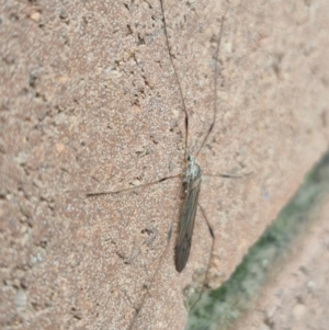 Symplecta (Trimicra) pilipes at Lyneham, ACT - 19 Aug 2024