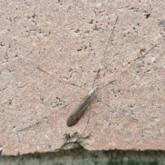 Symplecta (Trimicra) pilipes at Lyneham, ACT - 19 Aug 2024