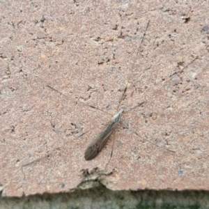 Symplecta (Trimicra) pilipes at Lyneham, ACT - 19 Aug 2024