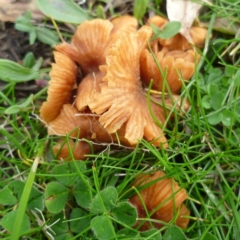 Unidentified Cap on a stem; gills below cap [mushrooms or mushroom-like] at Freshwater Creek, VIC - 21 Jul 2024 by WendyEM