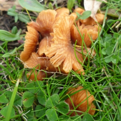 Unidentified Cap on a stem; gills below cap [mushrooms or mushroom-like] at Freshwater Creek, VIC - 21 Jul 2024 by WendyEM