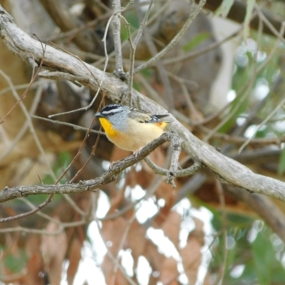 Pardalotus punctatus (Spotted Pardalote) at Symonston, ACT - 19 Aug 2024 by CallumBraeRuralProperty