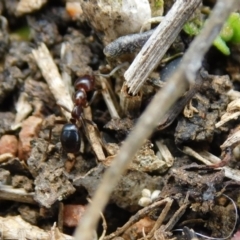 Papyrius sp. (genus) (A Coconut Ant) at Symonston, ACT - 18 Aug 2024 by CallumBraeRuralProperty